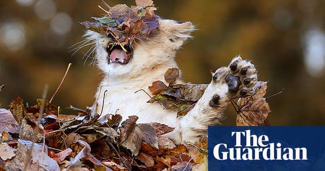 Funny animals of 2013 - in pictures | World news | The Guardian