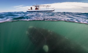 'We're going to need a bigger boat'. A southern right whale is seen under a whale-watching boat in Peninsula Valdez, Argentina. A group of whale watchers got more than they bargained for when a 50-tonne whale emerged beneath their boat.