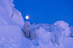Best Nat Geo: Arctic fox