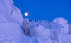 An arctic fox