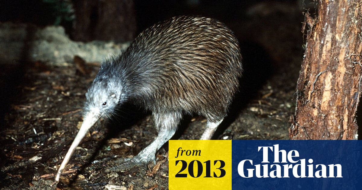 Kiwi bird could have Australian roots, says expert after fossil discovery | Archaeology | The Guardian Kiwi bird could have Australian roots, says expert after fossil discovery | Archaeology | The Guardian