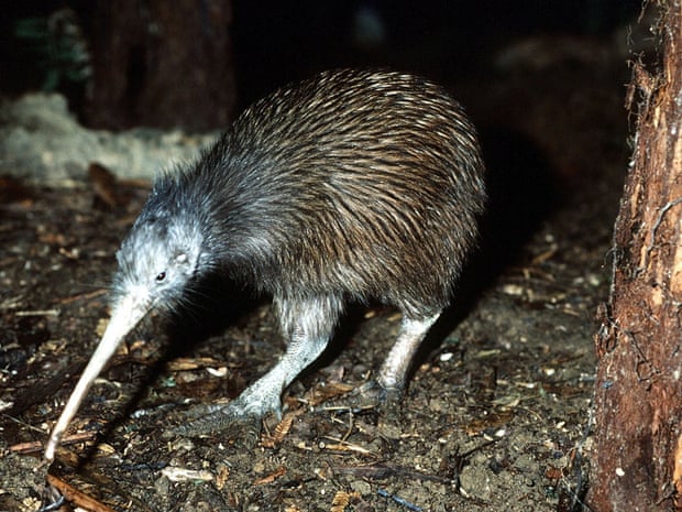 Kiwi bird could have Australian roots, says expert after fossil discovery |  Archaeology | The Guardian