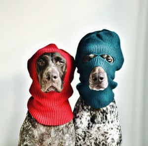 German shorthaired pointer shop clothing