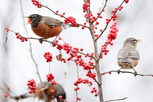 Weekend in pictures: Lexington, Kentucky, USA: An American Robin forages for a winter meal of be