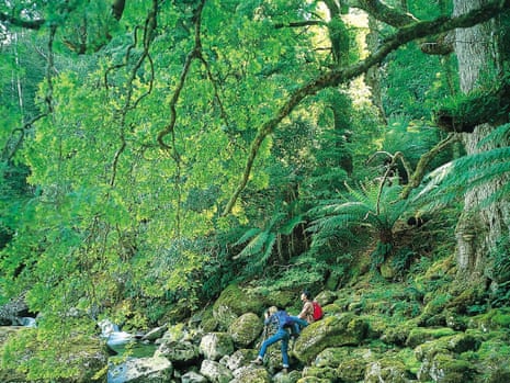 Tasmanian forest