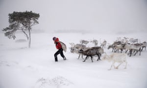 Eve Grayson, a Reindeer herder of the Cairgorm Reindeer Herd, feeds the deer in Aviemore, Scotland. Reindeer were introduced to Scotland in 1952 by Swedish Sami reindeer herder, Mikel Utsi. Starting with just a few reindeer, the herd has now grown in numbers over the years and is currently at about 130 by controlling the breeding. The herd rages on 2,500 hectares of hill ground between 450 and 1,309 meters and stay above the tree line all year round regardless of the weather conditions.