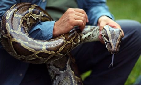 Giant Snake Eats Security Guard
