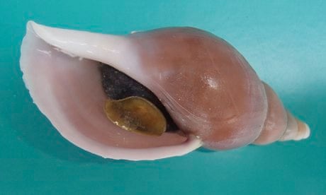 Sea snail Volutopsius scotiae