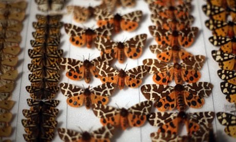 A collection of butterflies at the Grant Museum of Zoology 