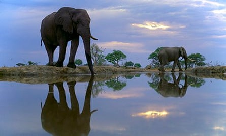 African elephants Drinking at Dusk