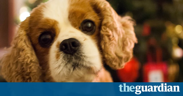 Christmas pets - readers' photos | Life and style | The Guardian