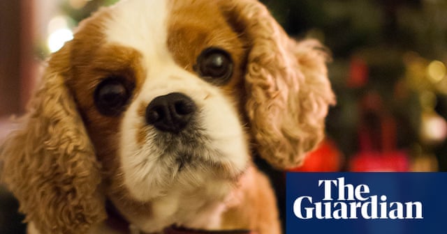 Christmas pets - readers' photos | Life and style | The Guardian