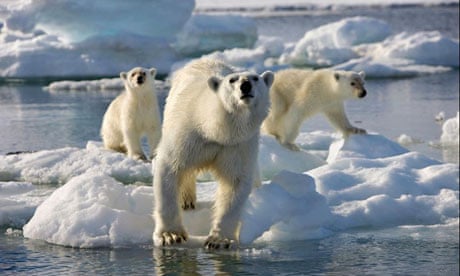 Charles Monnett polar bears
