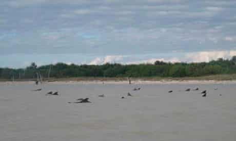 A group of short-finned pilot whales stranded in shallow waters in Everglades national park, Florida