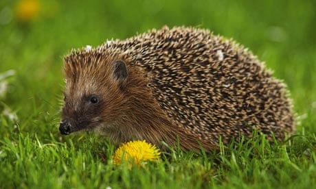 hedgehog sitting on meadow
