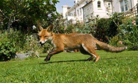 A fox in suburbia: not so fantastic for some.