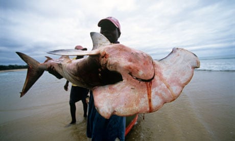 Fisherman with hammerhead shark, Inhassoro, Mozambique