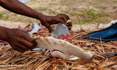 Shark fin harvesting in Mozambique