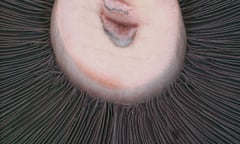 Macro shot of an organic portabello mushroom