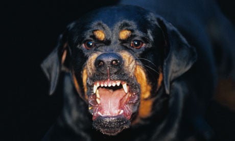 Action on dangerous dogs has been 'woefully inadequate', MPs warn | Dangerous dogs | The Guardian
