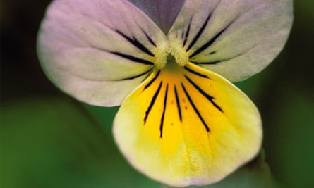 The Face Flower Pansies Flowers Beautiful Flowers Wonderful Flowers
