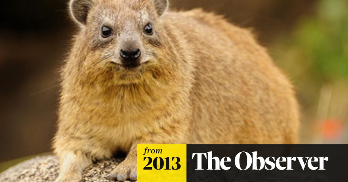 How The Rock Hyrax S Toilet Habits Left Climate Scientists A 55 000 Year Trail Science The Guardian