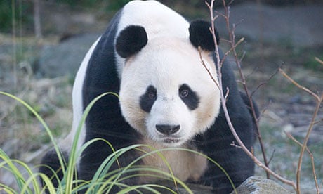 Yang Guang (Sunshine), the male panda resident at Edinburgh zoo 
