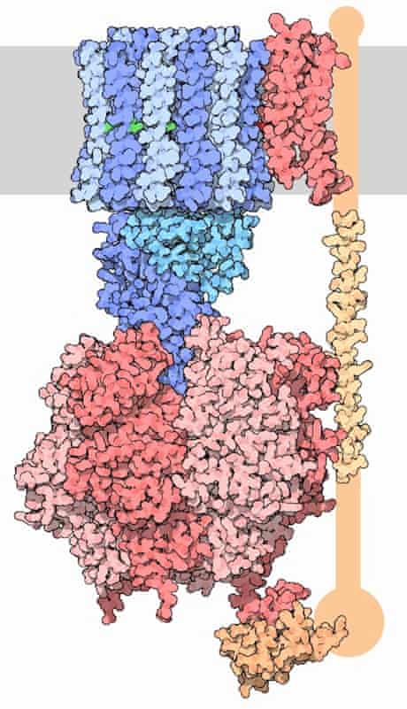 FoF1 ATP synthase - the giant molecular machine that produces the chemical energy of the cell