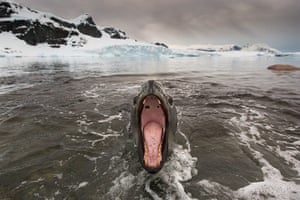 Leopard seal gallery: Hunting with a Leopard Seal