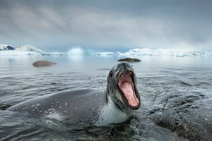 Leopard seal gallery: A Leopard Seal roars