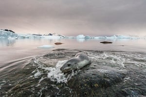 Leopard seal gallery: A leopard seal lunges at a Gentoo penguin