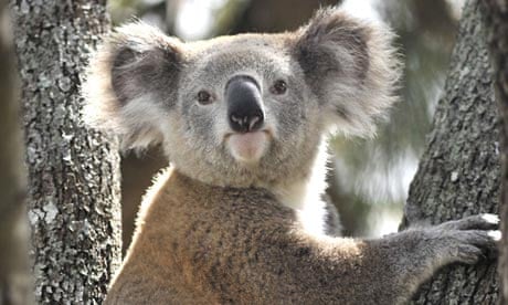 Conservationists accuse governments of failing to protect koalas |  Conservation | The Guardian