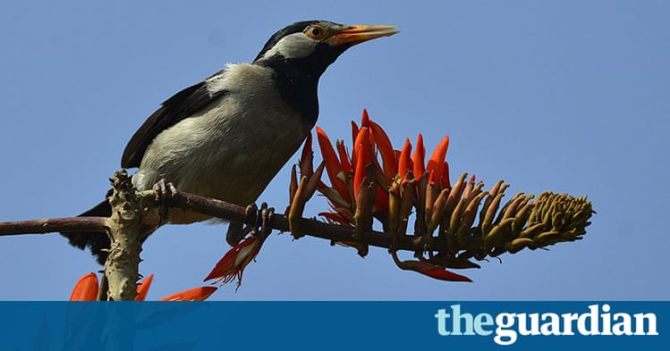 The fish was served at all ten Somerville schools. Just over 1700 ... The week in wildlife - in pictures | Environment | The Guardian
