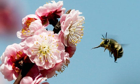 Bees Can Sense the Electric Fields of Flowers