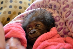 A four-week-old, female, baby gorilla born at the Gladys Porter Zoo in Texas is seen after being transported to Cincinnati Zoo in Ohio. Baby gorilla was rejected by his mother. Photograph: Cincinnati Zoo/Rex Features