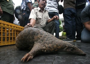 An Indonesian official shows a pangolin confiscated from suspected smugglers during a news conference in Medan, north Sumatra. Indonesian Customs confiscated 128 live pangolins from a boat off Sumatra island as it was heading for Malaysia on Saturday.