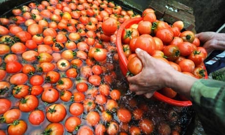 chinese tomatoes