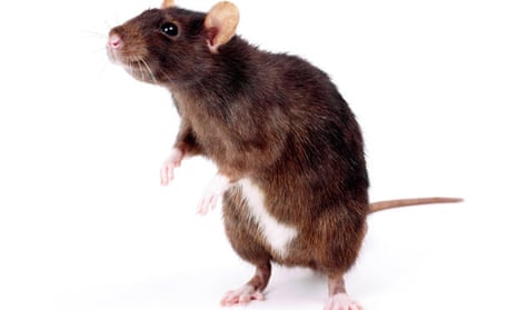 A brown rat