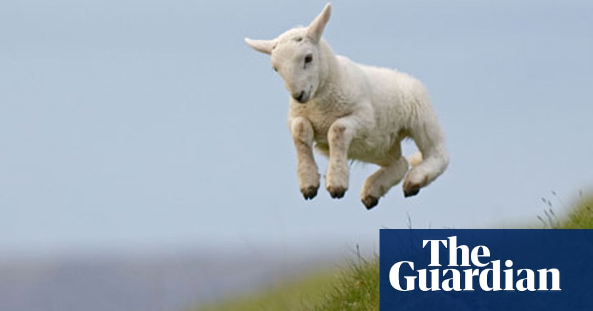 Farm animal welfare not on the corporate responsibility agenda |  Sustainability reporting | The Guardian