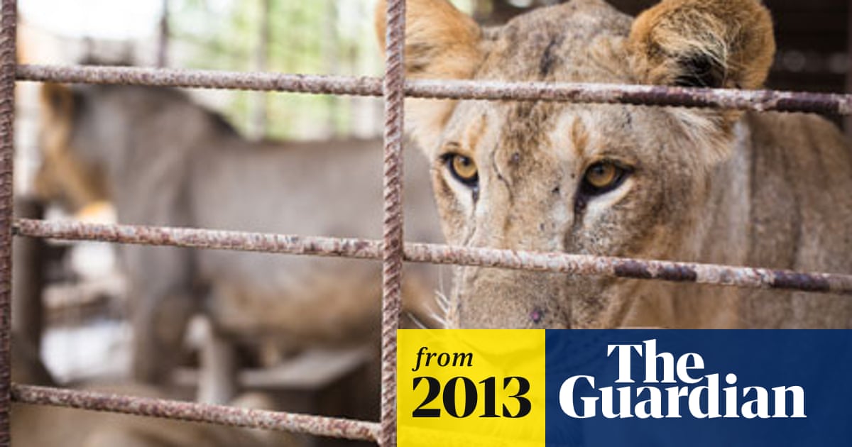 Lion breeder in Yemen cashes in on Gulf demand for exotic pets | Yemen | The Guardian Lion breeder in Yemen cashes in on Gulf demand for exotic pets | Yemen | The Guardian