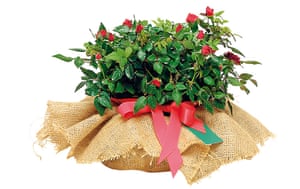 Love gifts: Red rose bush