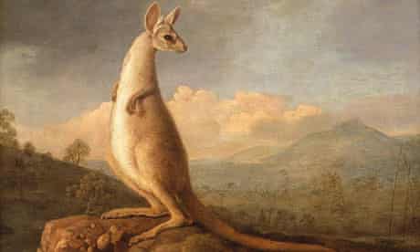 The Kongouro from New Holland by George Stubbs