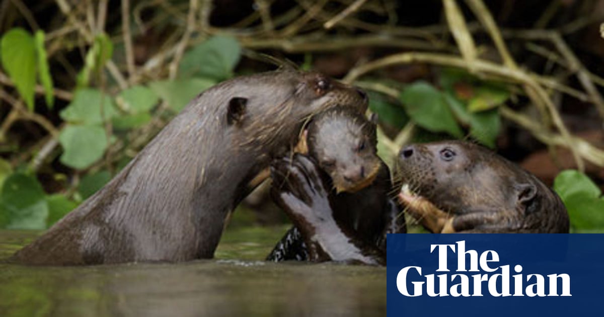 Giant Otters Of The Amazon Spiral Review Science And Nature Tv The Guardian Giant Otters Of The Amazon Spiral Review Science And Nature Tv The Guardian