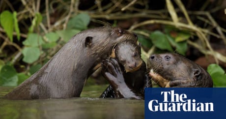 Giant Otters Of The Amazon Spiral Review Science And Nature Tv The Guardian Giant Otters Of The Amazon Spiral Review Science And Nature Tv The Guardian
