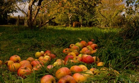Broad Oak community orchard, Dorset