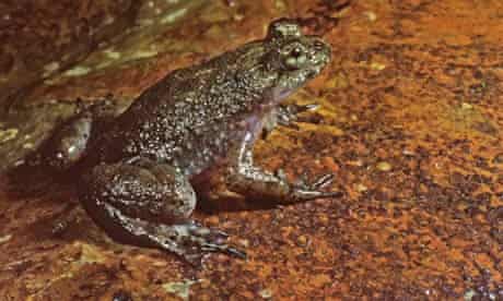 Southern gastric brooding frog