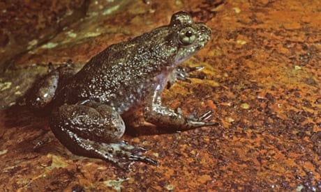 Southern gastric brooding frog