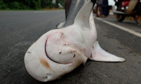 A Sri Lankan fisherman drags a shark to market