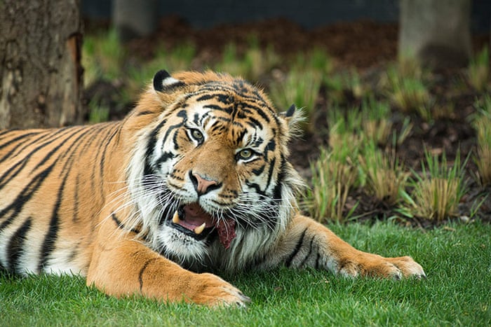 Zoo Architecture That S Full Of Animal Magic In Pictures Art And Design The Guardian