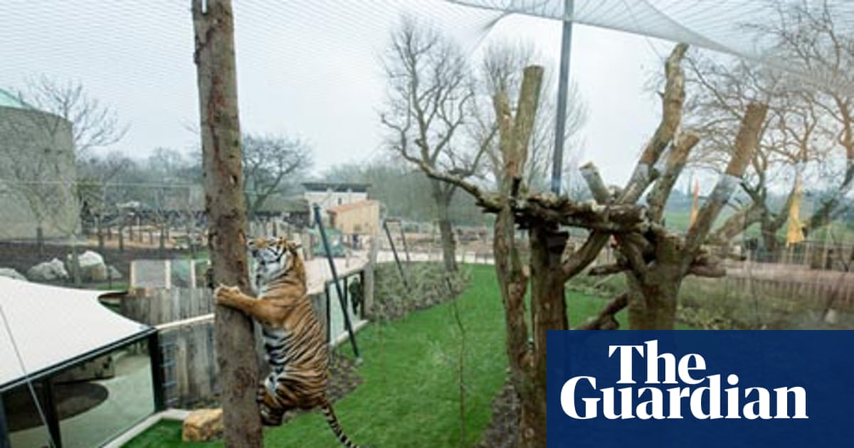 London Zoo S New Tiger Territory Built For The Animals First And